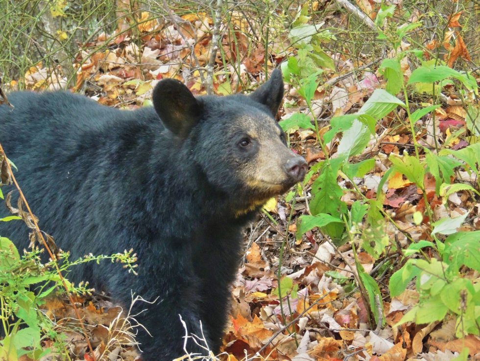 black bear pine mountain harlan kentucky