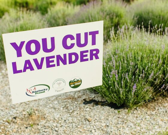 509356209 1061315632812901 192268924885713295 n