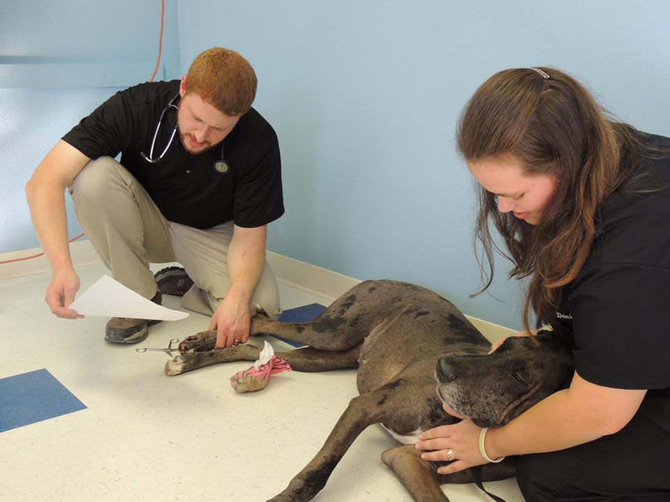 Doctor Tussey kneels on the group with technician while taking care of a dog at beaver creek veterinary hospital in langley, kentucky.