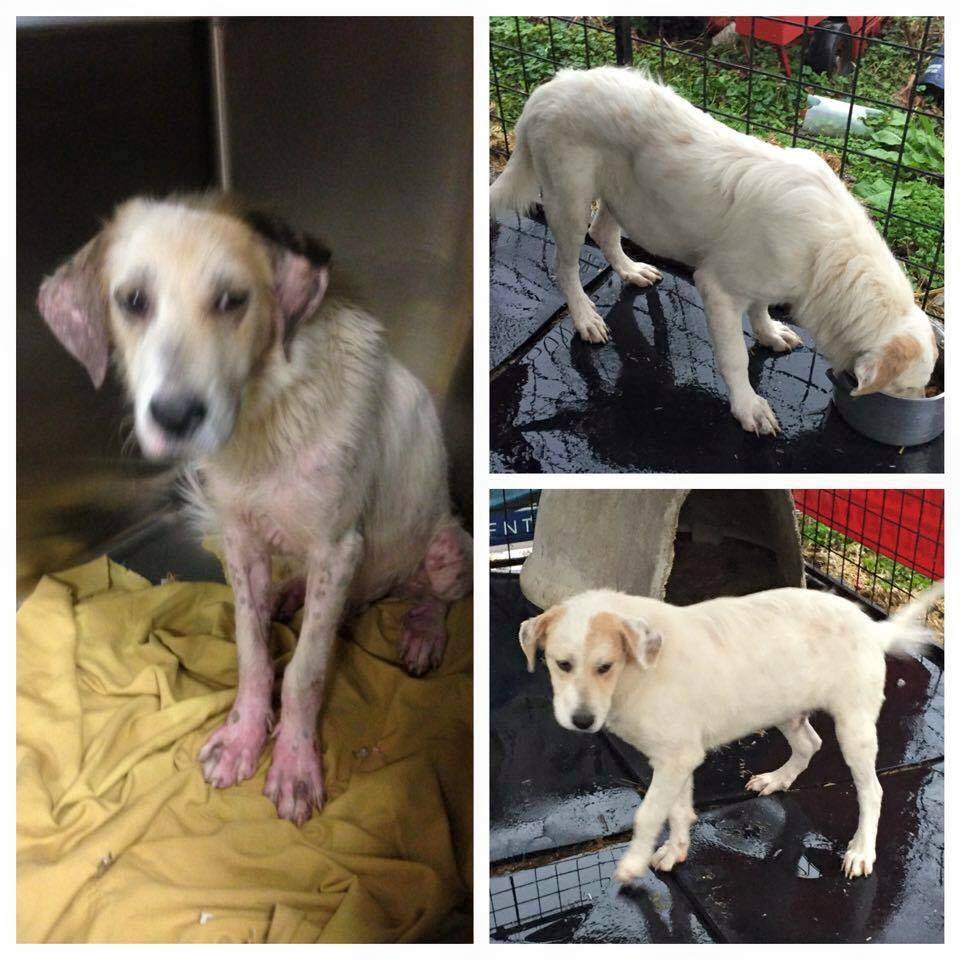 Before and after photos of a Dumas Rescue dog who received treatment at beaver creek veterinary hospital in floyd county, kentucky.