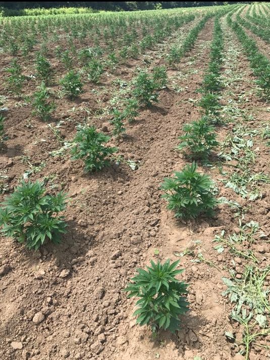A hemp field in Eastern Kentucky where the hemp hawk has been. The Winchester Kentucky company a-1 implements is family owned