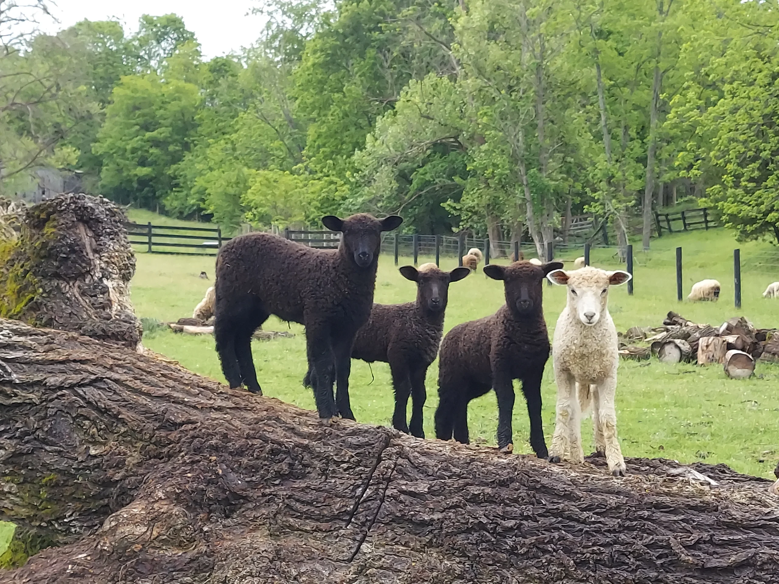 kentucky fiber wool lanmark Farm
