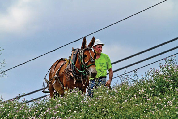 People’s Rural Telephone Cooperative leads a mule to install fiber-optic based gigabit cables for broadband in eastern kentucky
