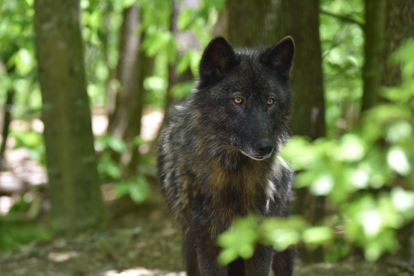 A black wolf dog in Whitley County stands in the forest