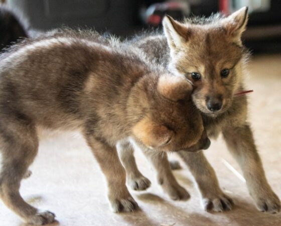 sherman pack wolves kentucky