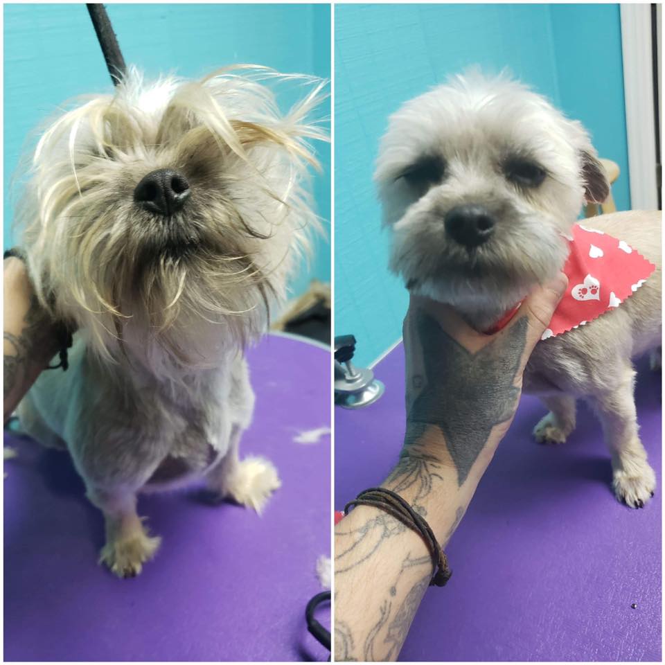 A before and after photo shows a dog after being groomed at whitesburg, kentucky, business Waggin Tails.
