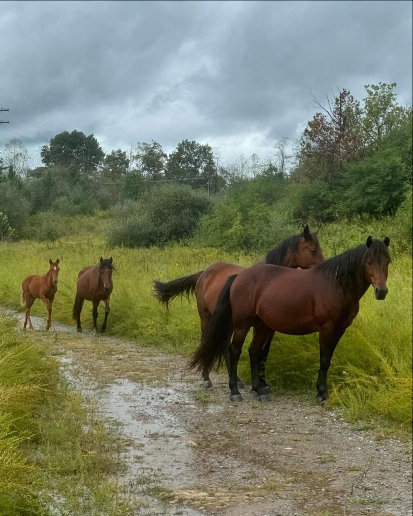 wild horses mountain renew appalachia martin County kentucky