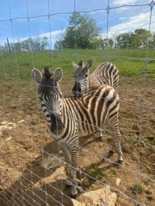 wildlife licking Valley airbnb kentucky